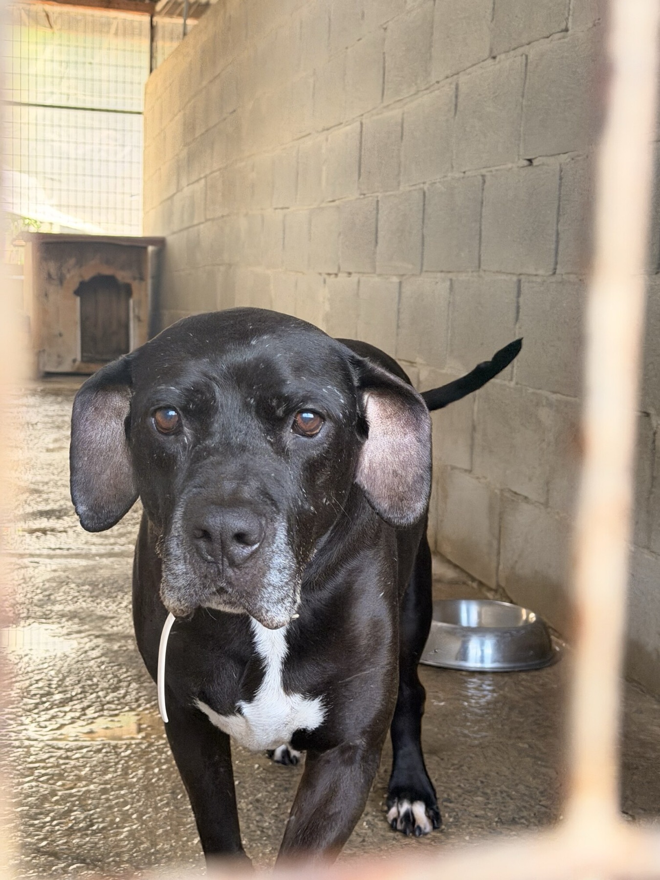 Shelter information card 1 for Angel — vaccinations, microchip and paperwork