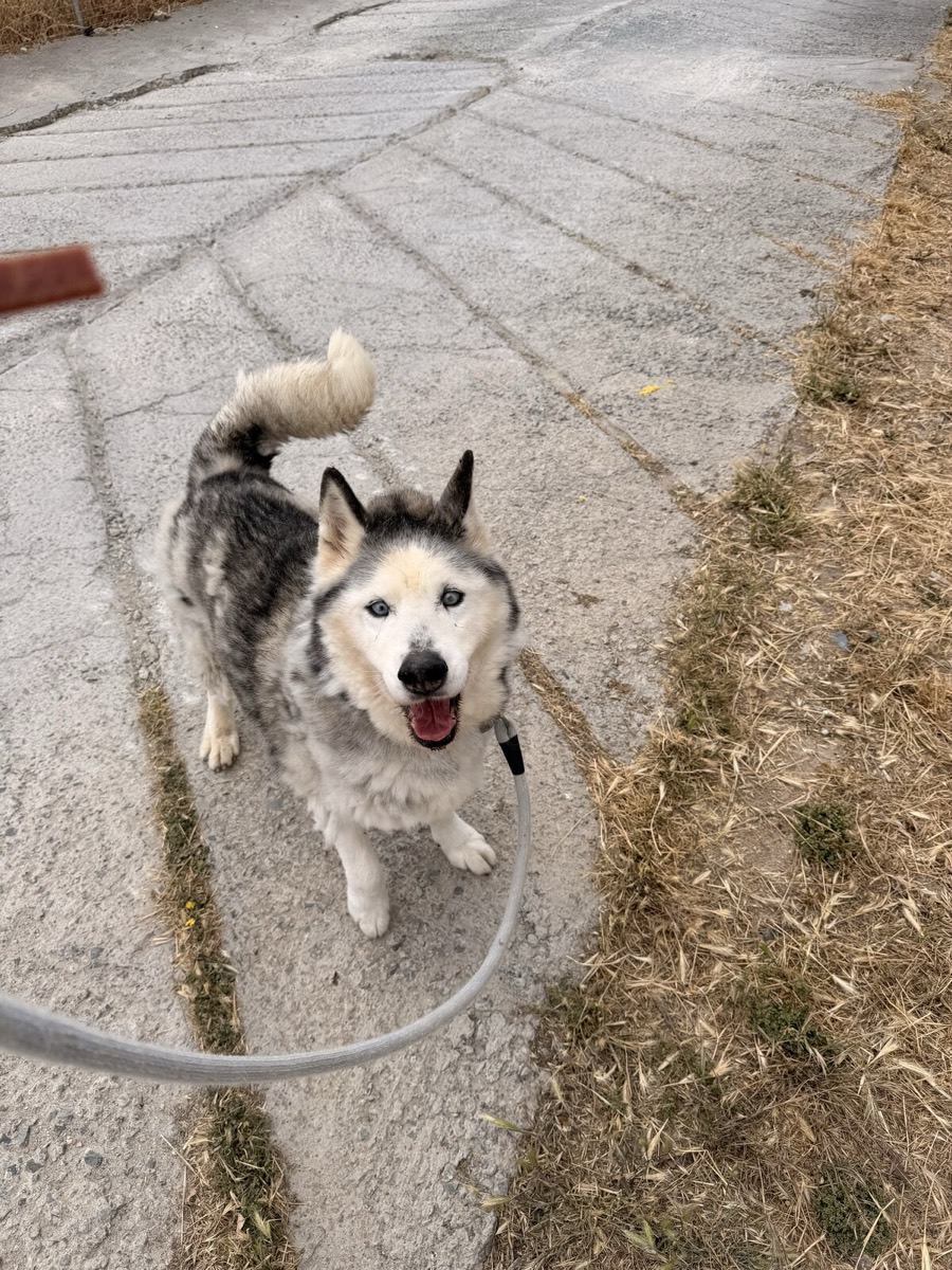 Blake, rescued from Robert's Sanctuary, Limassol