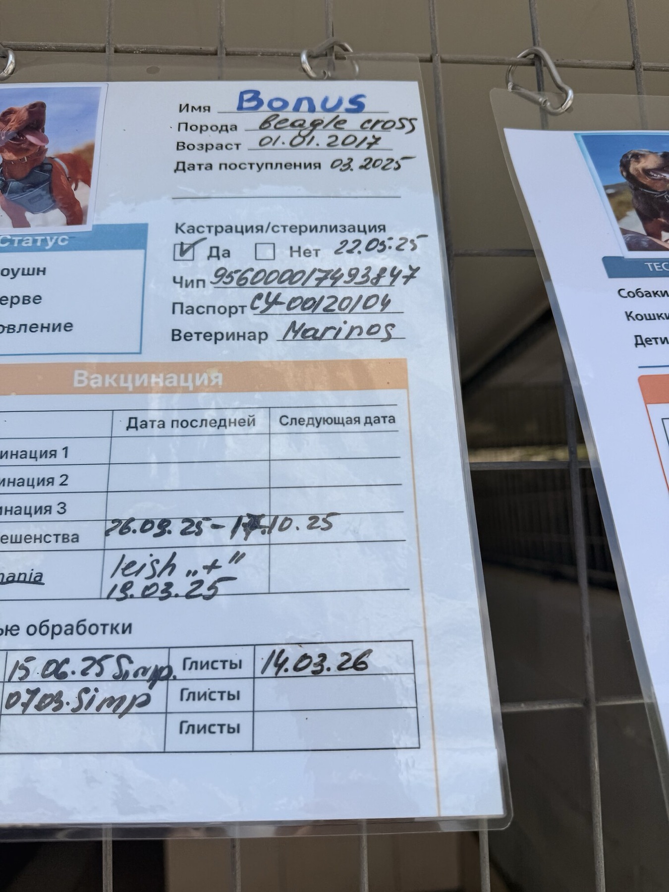 Shelter information card 1 for Bonus & Nox — vaccinations, microchip and paperwork