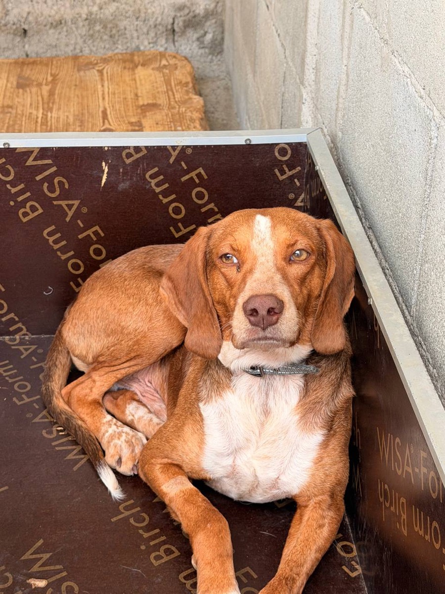 Chip, rescued from Robert's Sanctuary, Limassol