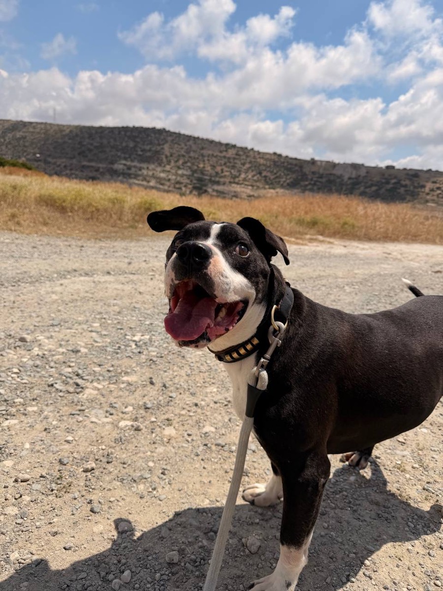Jack, rescued from Robert's Sanctuary, Limassol
