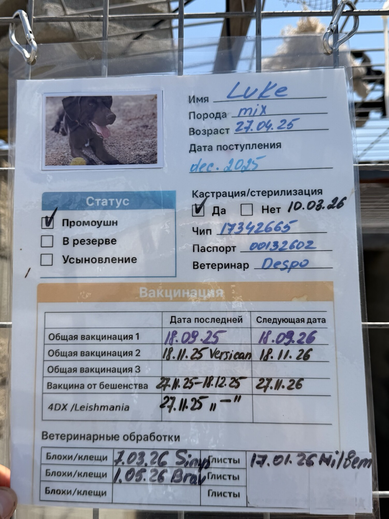 Shelter information card 2 for Sarabi & Luke — vaccinations, microchip and paperwork