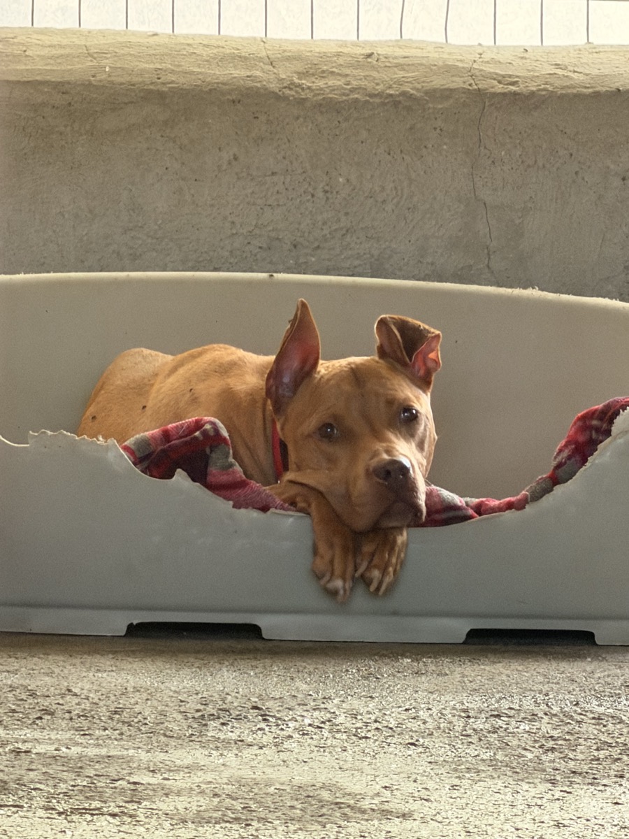 Nika, rescued from Robert's Sanctuary, Limassol