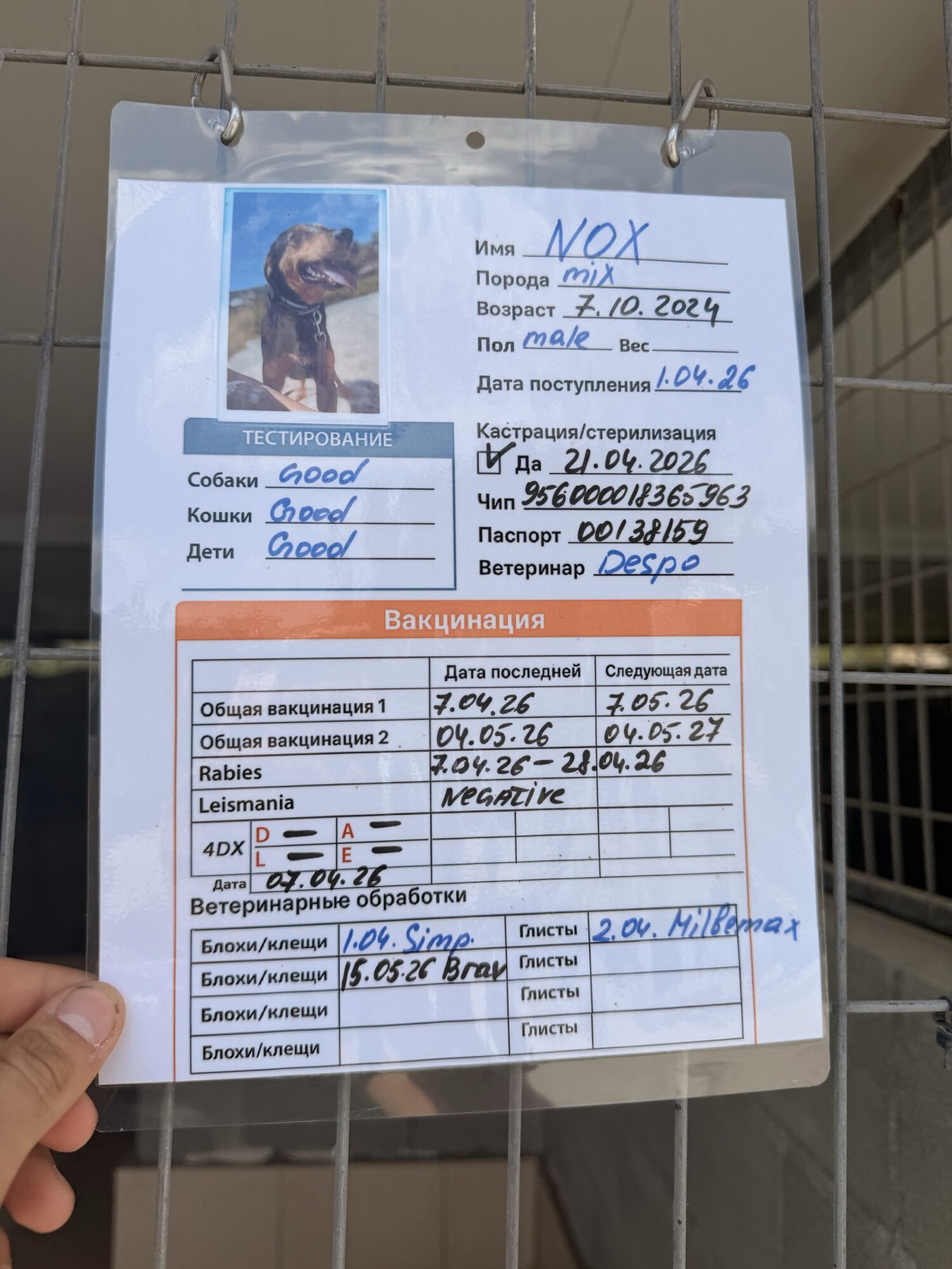 Shelter information card 2 for Bonus & Nox — vaccinations, microchip and paperwork