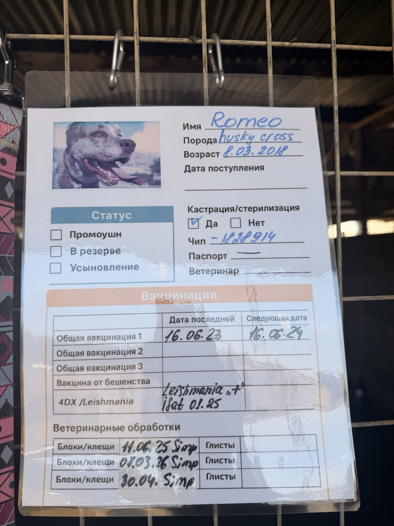 Shelter information card 1 for Romeo — vaccinations, microchip and paperwork