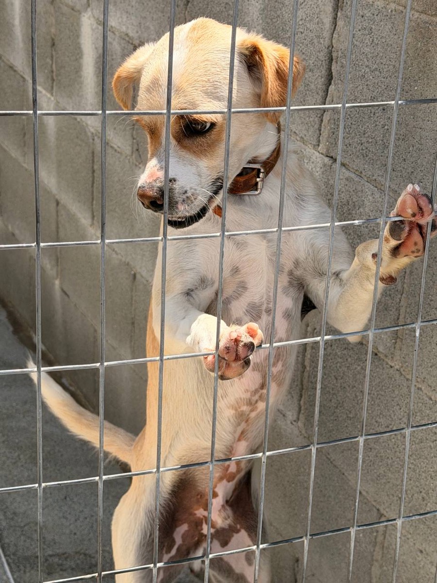 Roony, rescued from Robert's Sanctuary, Limassol
