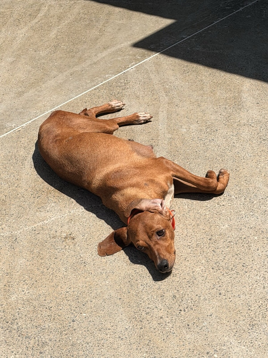 Runa, rescued from Robert's Sanctuary, Limassol