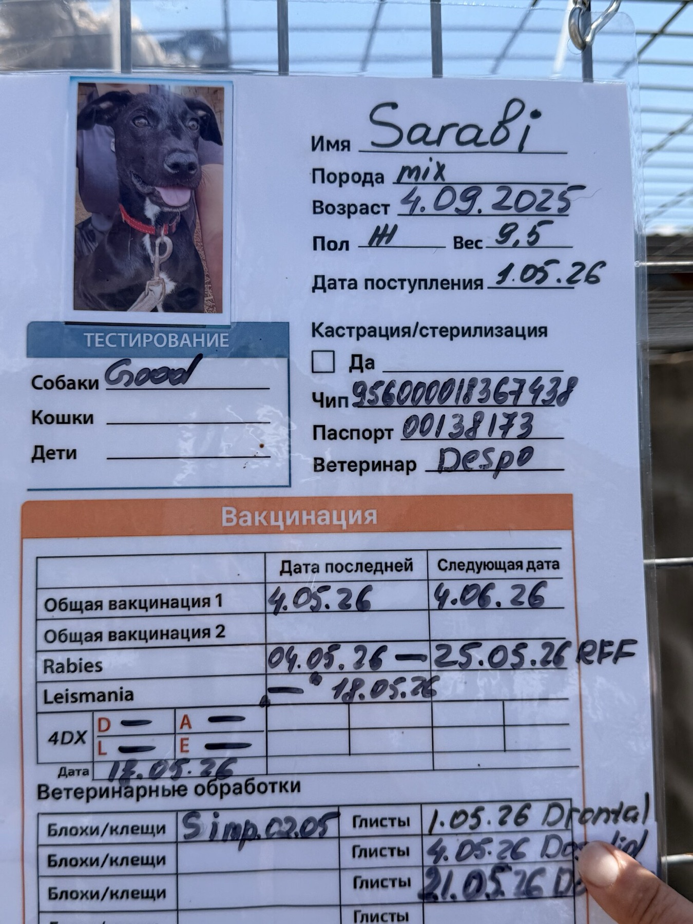 Shelter information card 1 for Sarabi & Luke — vaccinations, microchip and paperwork