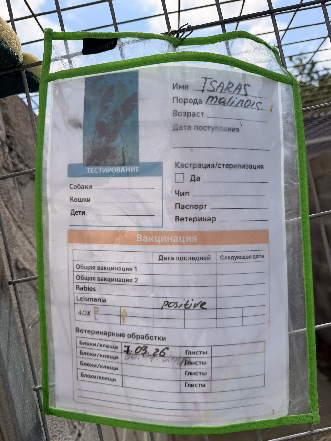 Shelter information card 1 for Tsaras — vaccinations, microchip and paperwork