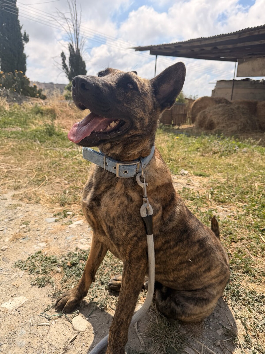 Tsaras, rescued from Robert's Sanctuary, Limassol