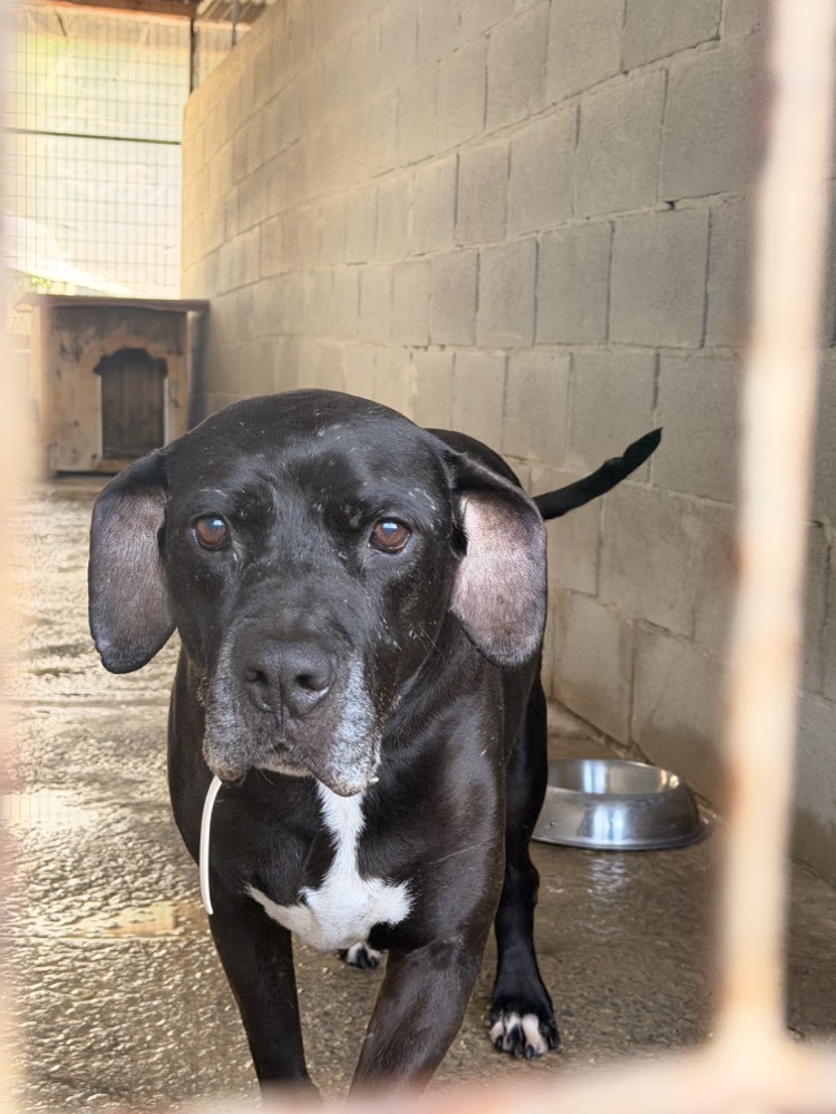 Angel, Mix from Robert's Sanctuary, Limassol