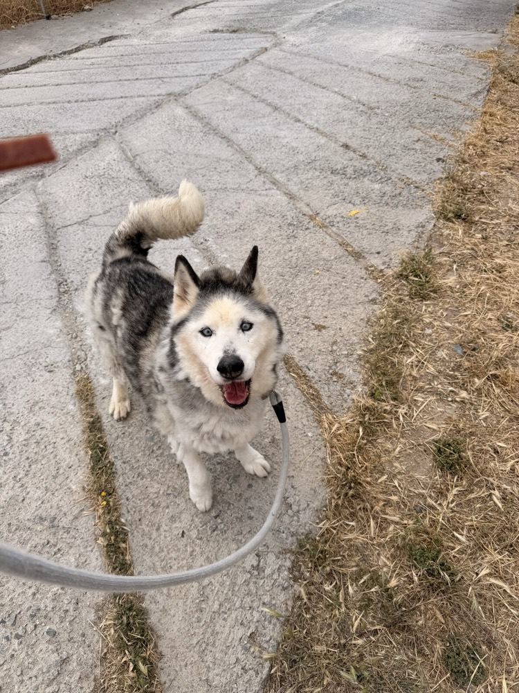 Blake, Husky from Robert's Sanctuary, Limassol