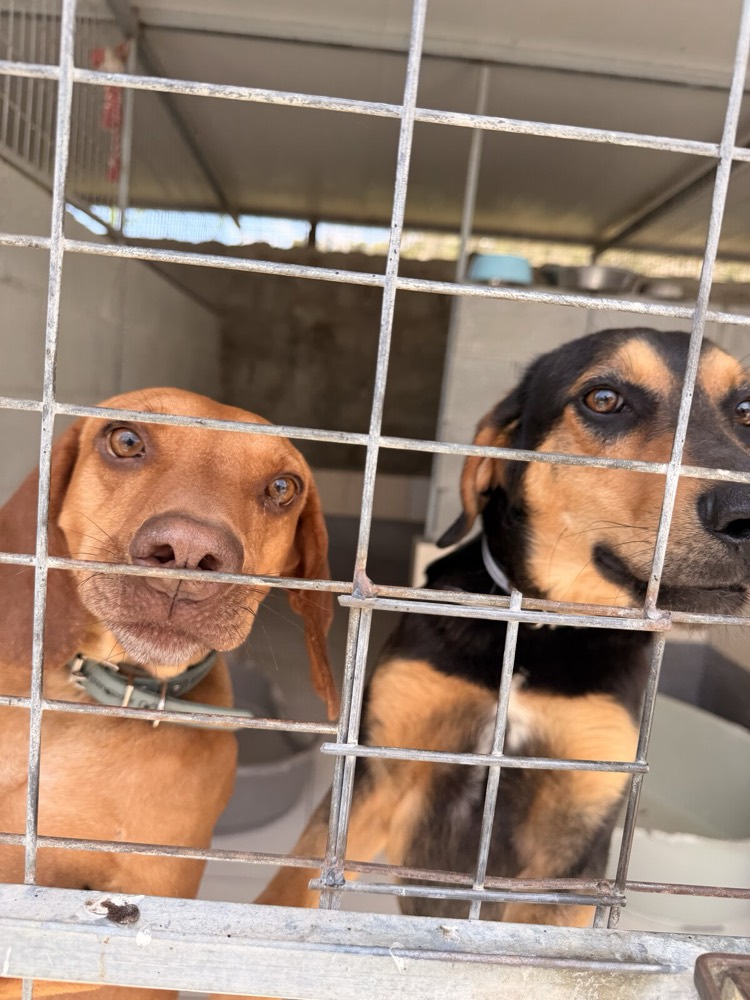 Bonus & Nox, rescue from Robert's Sanctuary, Limassol