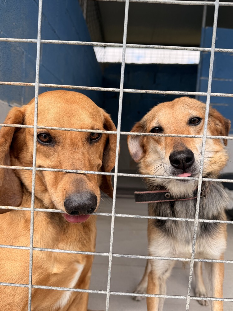 Bundle & Lulu, rescue from Robert's Sanctuary, Limassol