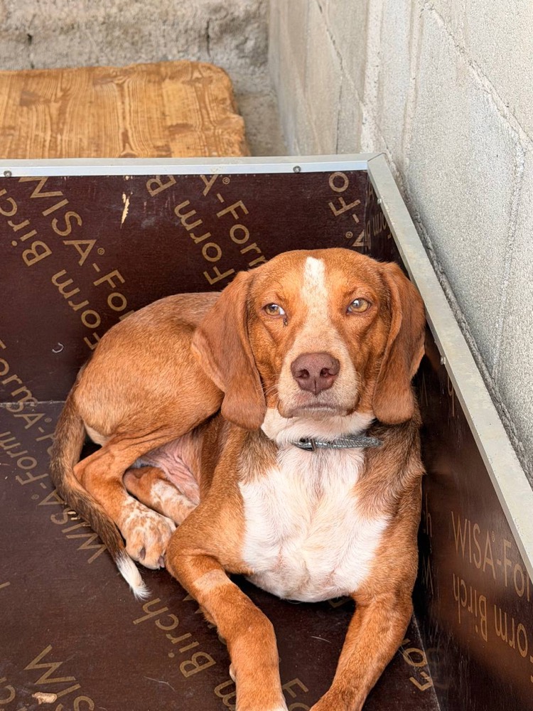 Chip, Mix from Robert's Sanctuary, Limassol