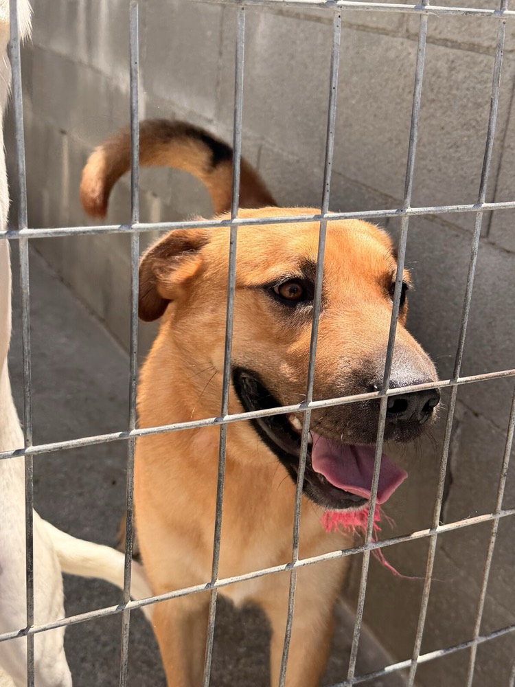 Jasper, Shar-Pei mix from Robert's Sanctuary, Limassol