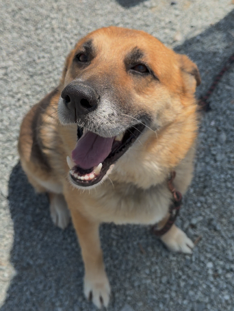 Jax, German Shepherd mix from Limassol shelter