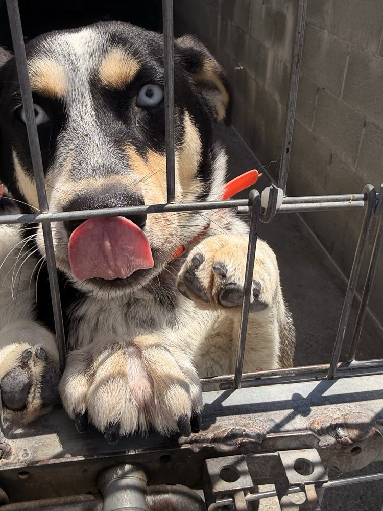 Lui, Husky mix from Robert's Sanctuary, Limassol
