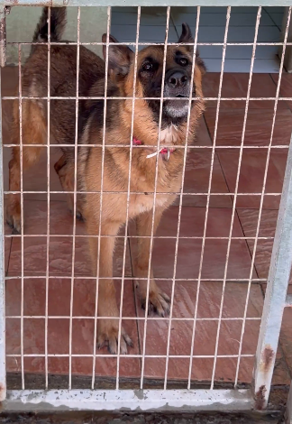 Luna, German Shepherd from Limassol shelter