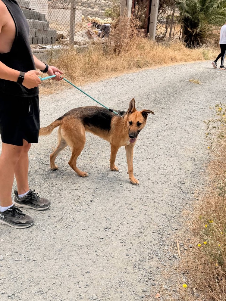 Mira, German Shepherd cross from Robert's Sanctuary, Limassol