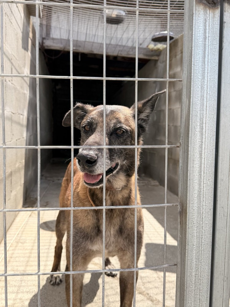Moritz, Belgian Shepherd from Robert's Sanctuary, Limassol