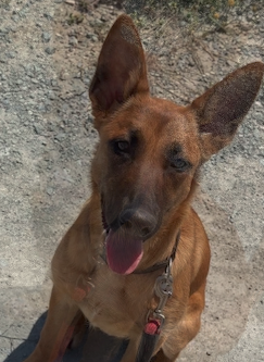Nala, Belgian Malinois from Limassol