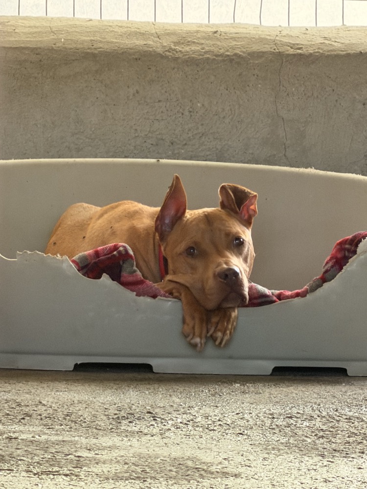 Nika, Pitbull cross from Robert's Sanctuary, Limassol