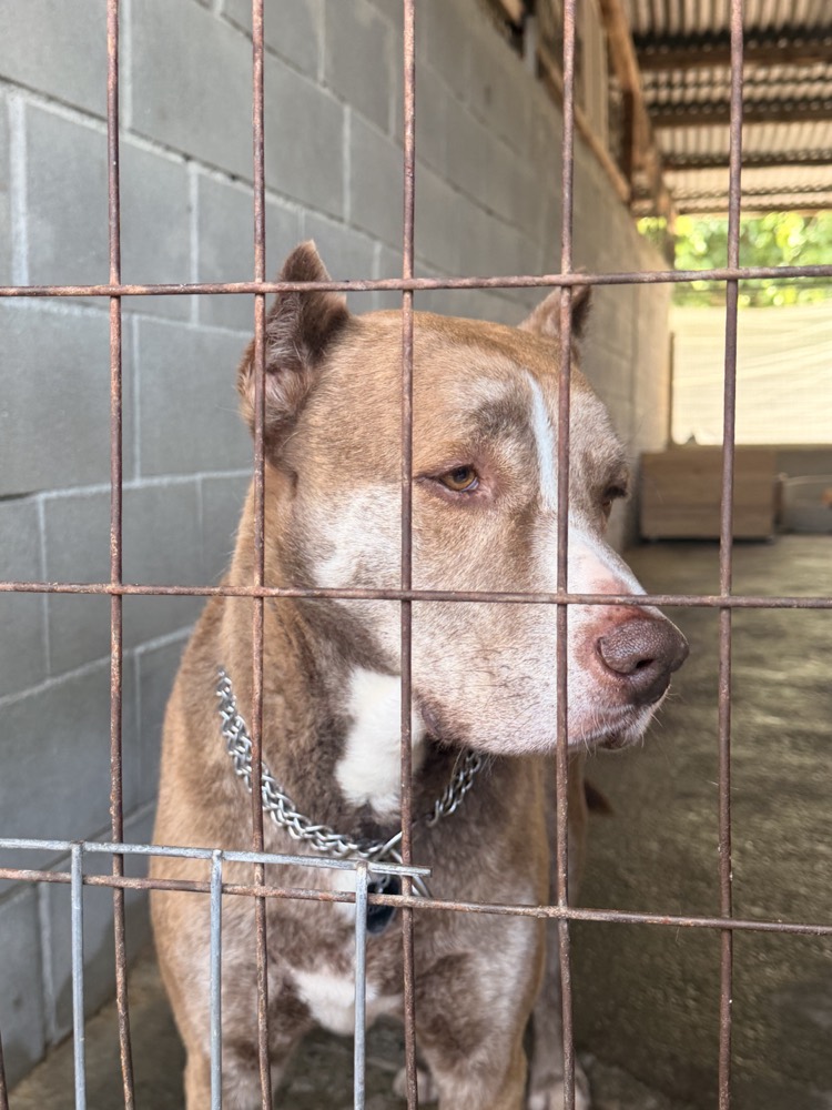 Romeo, Pitbull / Husky mix from Robert's Sanctuary, Limassol