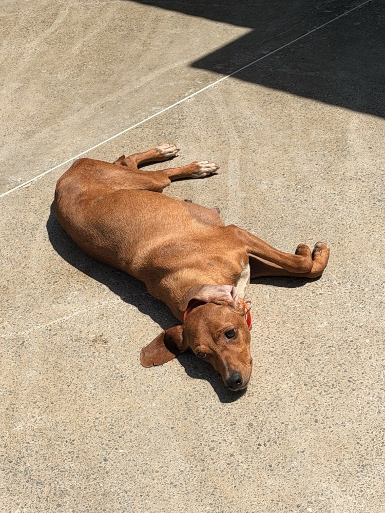 Runa, Dachshund mix from Robert's Sanctuary, Limassol