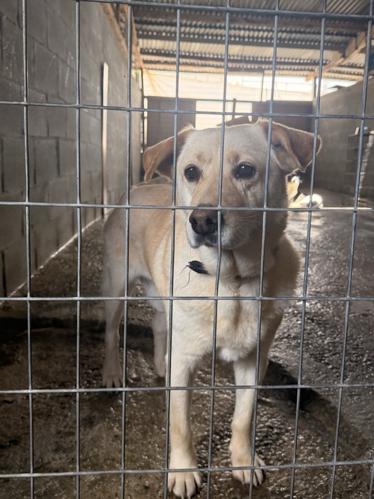 Sonic, Labrador mix from Robert's Sanctuary, Limassol